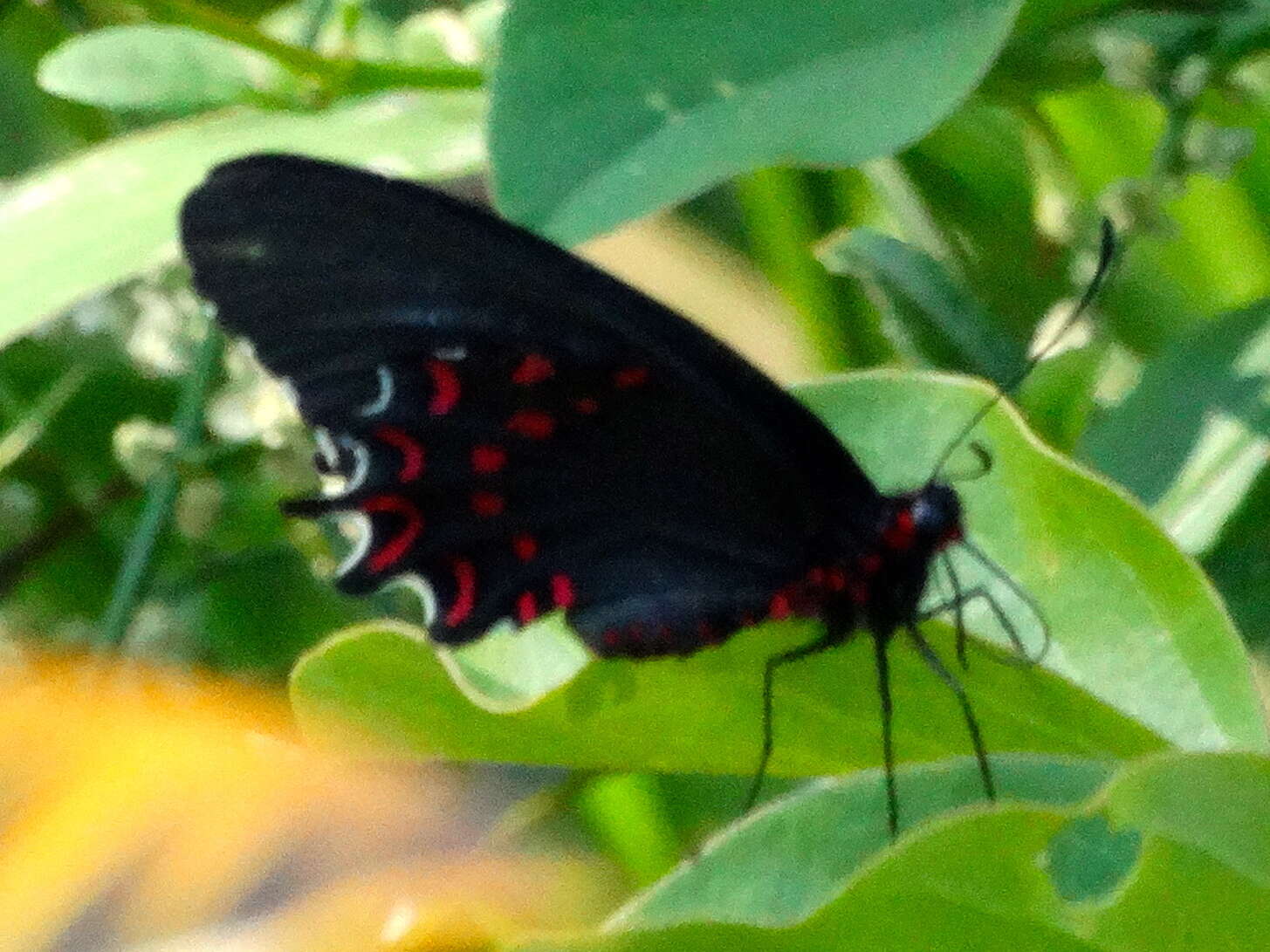 Image of Parides photinus (Doubleday 1844)