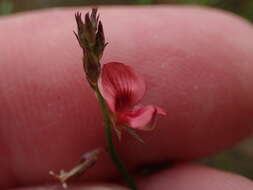 صورة Indigofera leptocarpa Eckl. & Zeyh.