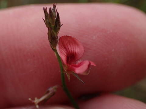 Plancia ëd Indigofera leptocarpa Eckl. & Zeyh.