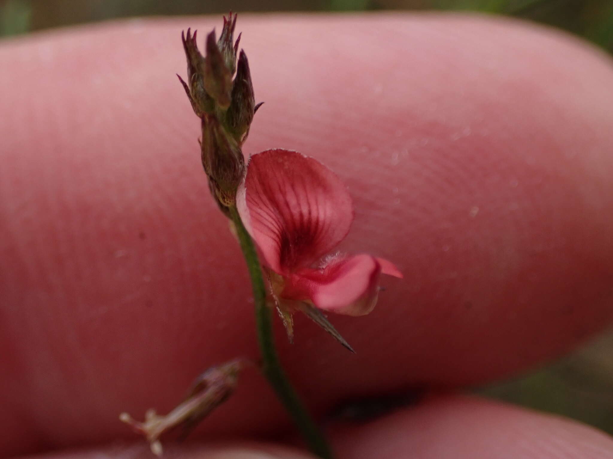 صورة Indigofera leptocarpa Eckl. & Zeyh.