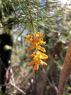 Image of Persoonia pinifolia R. Br.