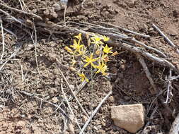 Image of common goldenstar