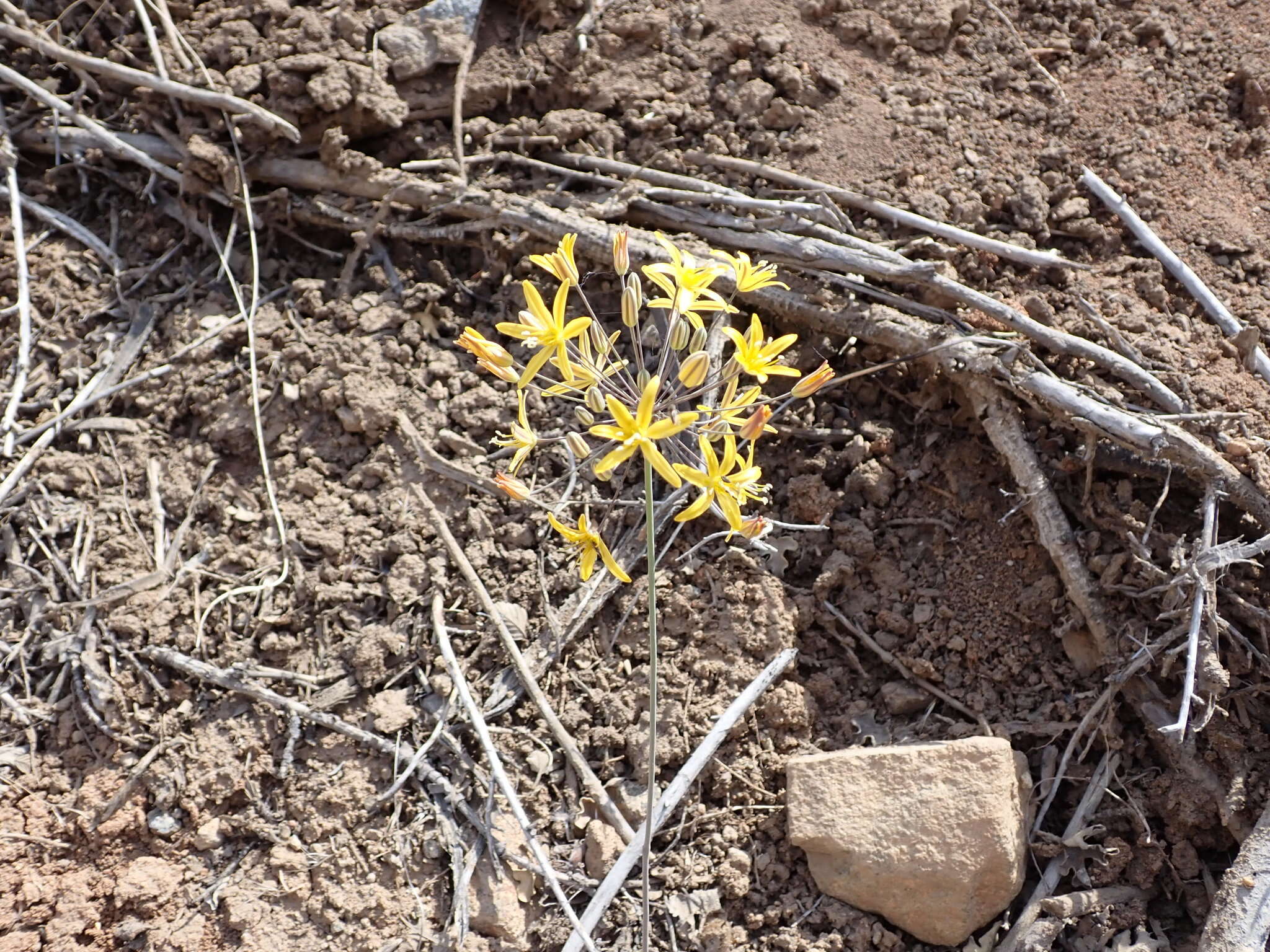 Image of common goldenstar