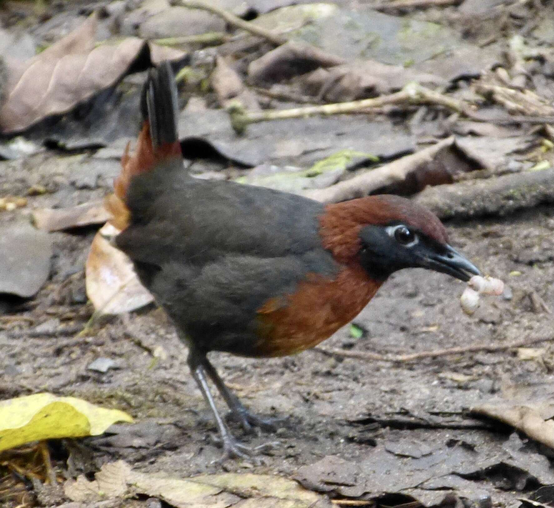 Image of Rufous-breasted Antthrush