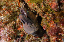 Image of Australian mottled moray