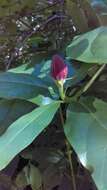 Image de Calycanthus occidentalis Hook. & Arn.