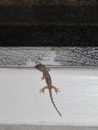 Image of Tropical house gecko