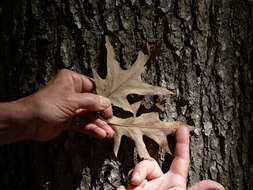 Image de Quercus pagoda Raf.