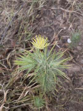 Image of woolly distaff thistle