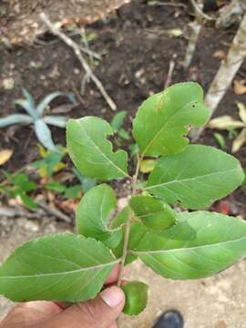 Image of Xylosma horrida Rose