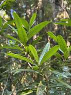 Image de Strophanthus speciosus (Ward & Harv.) Reber