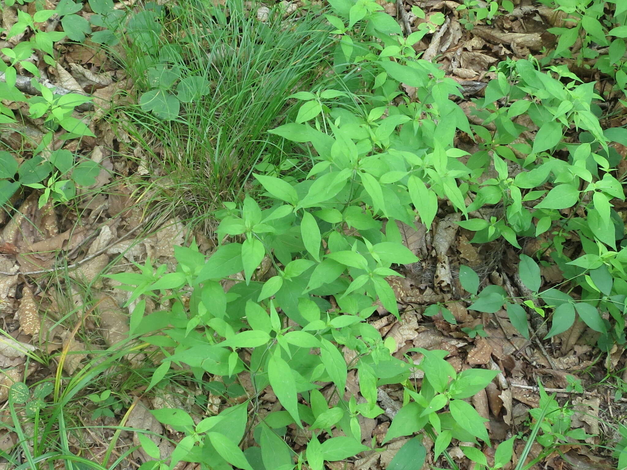 Image of Melampyrum roseum Maxim.