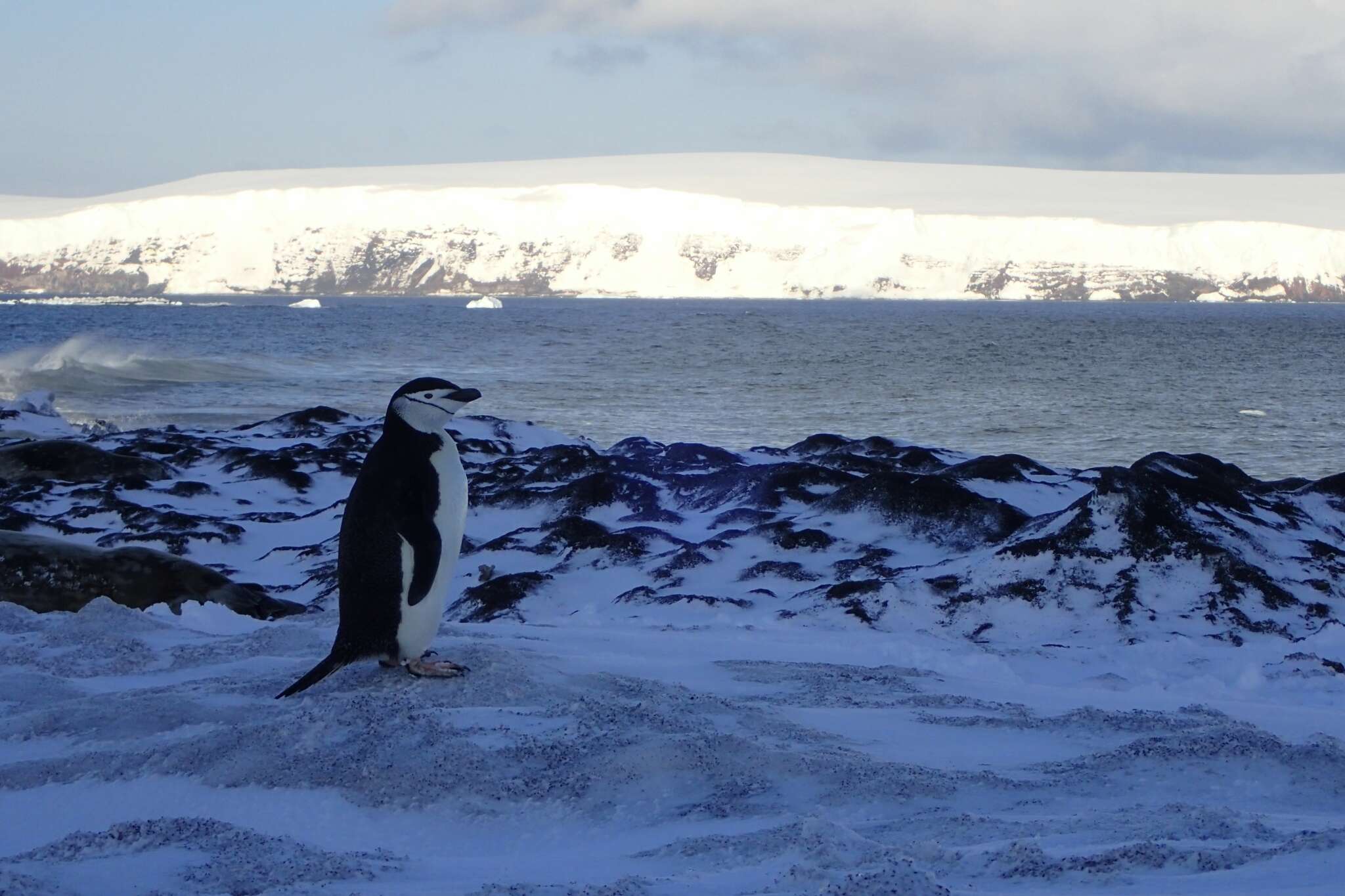 Plancia ëd Pygoscelis antarcticus (Forster & JR 1781)