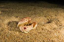 Image of Mediterranean shame-faced crab
