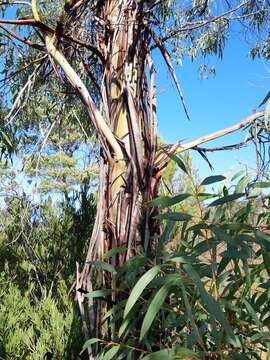 Image of Eucalyptus nebulosa A. M. Gray