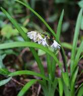 Image of Ophiopogon planiscapus Nakai