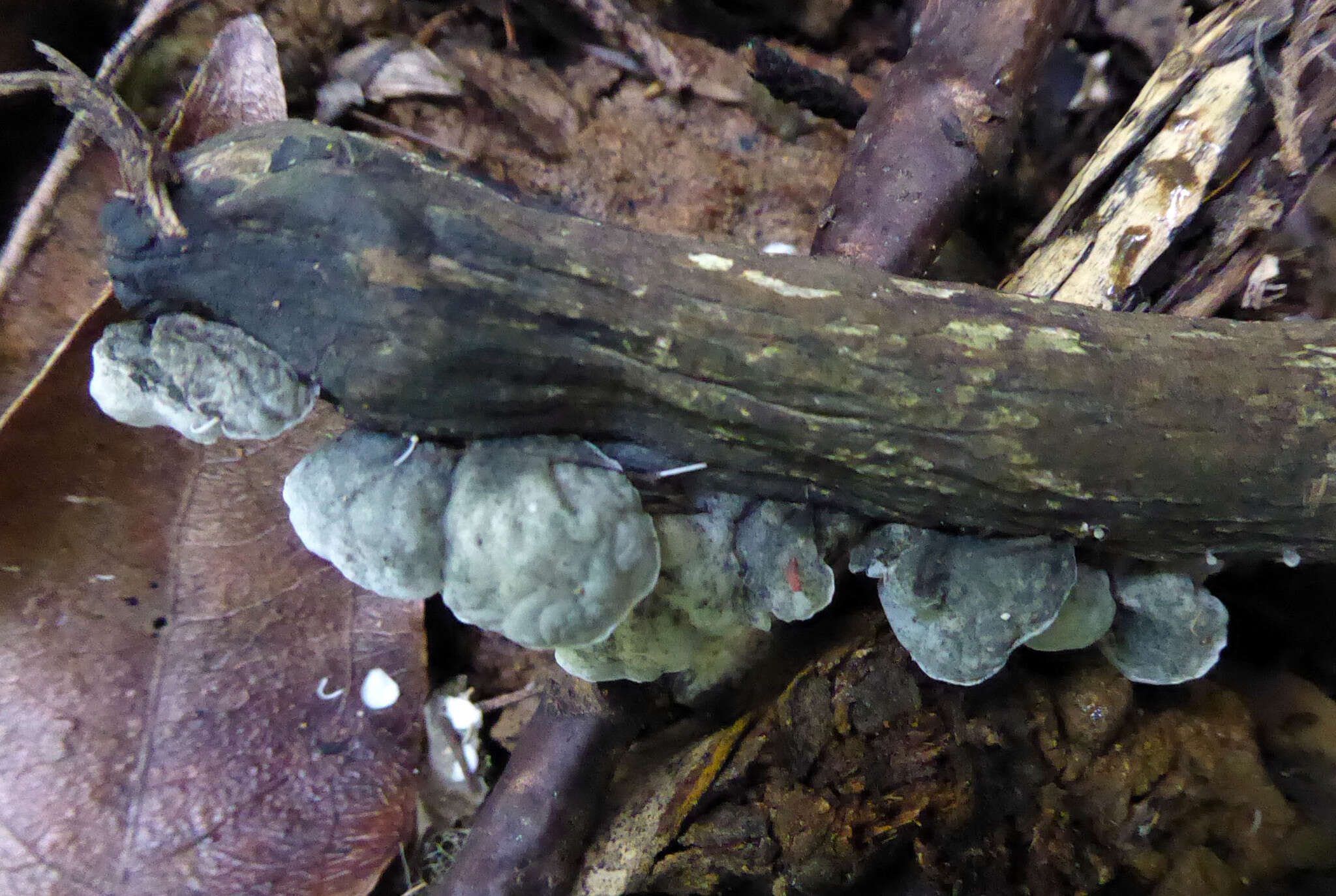 Image of Campanella tristis (G. Stev.) Segedin 1993