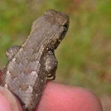 Image of Southern Prairie Lizard