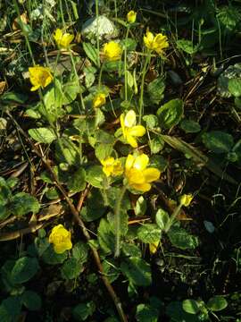 Image of autumn buttercup