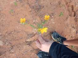 Imagem de Sida angustissima A. St.-Hil.