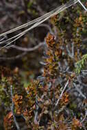 Imagem de Epacris alpina Hook. fil.