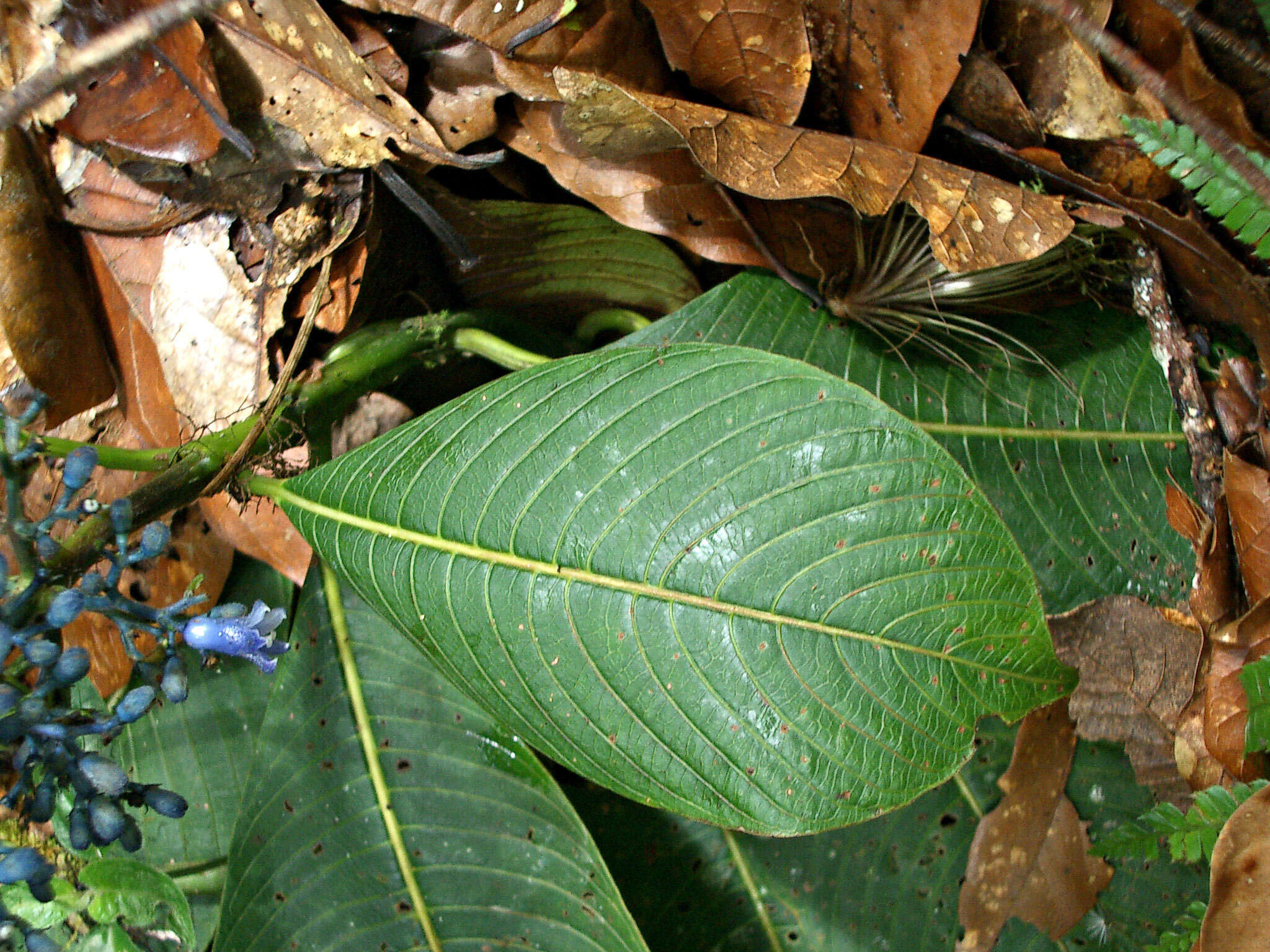 Image of Palicourea brenesii Standl.