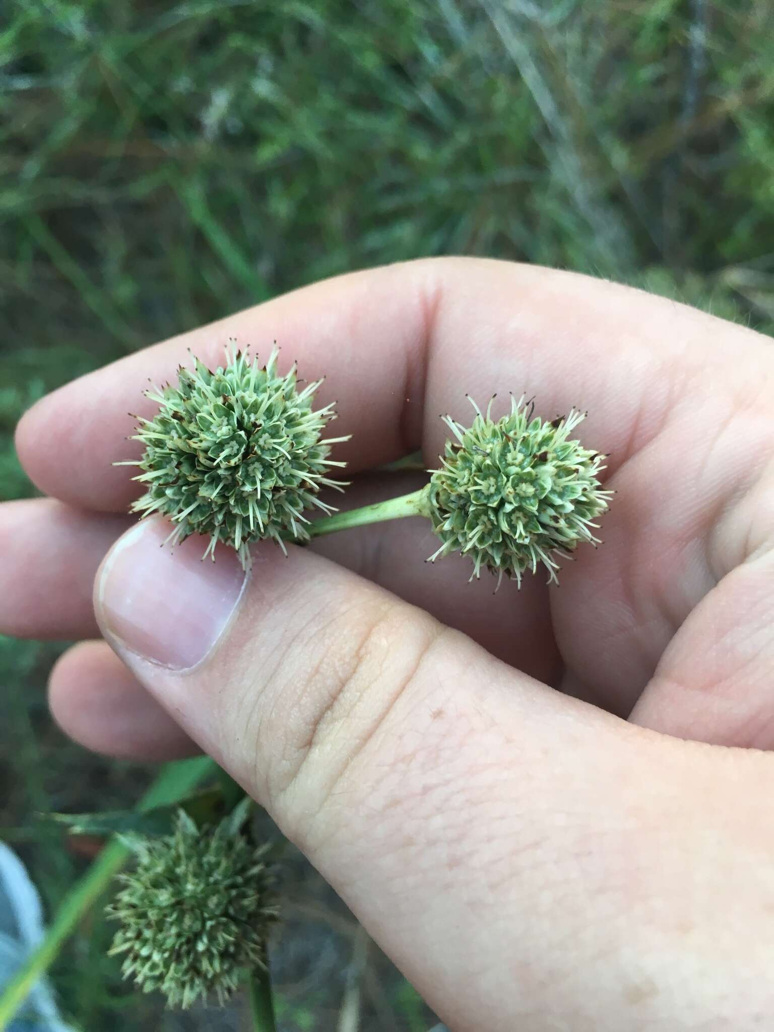 Imagem de Eryngium yuccifolium var. yuccifolium