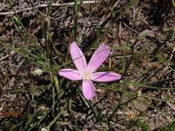 صورة Lygodesmia grandiflora (Nutt.) Torr. & A. Gray