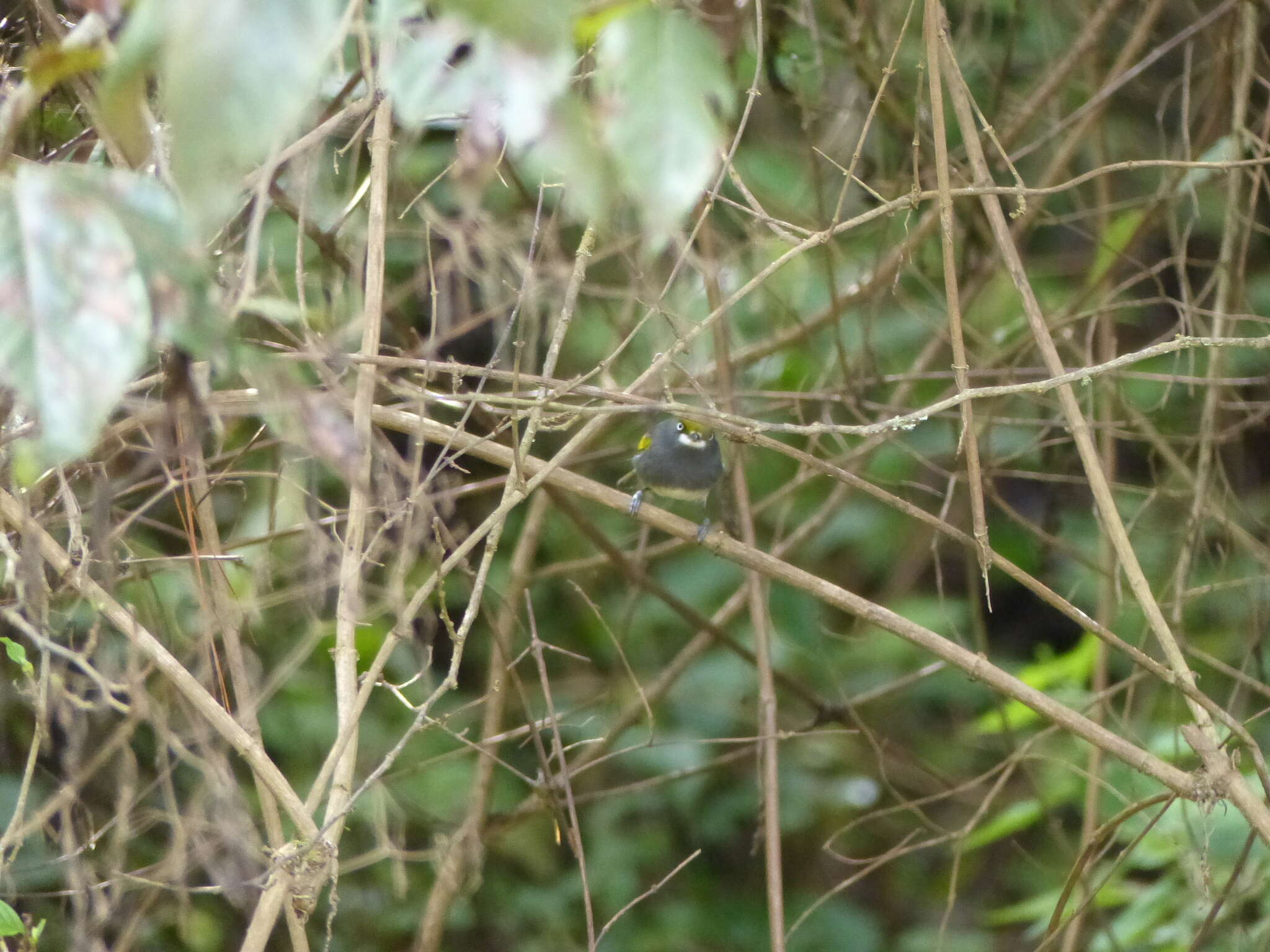 Слика од Vireo brevipennis (Sclater & PL 1858)