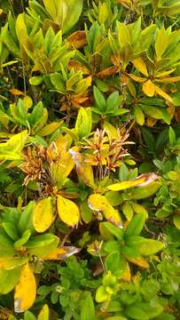 Image of Rhododendron caucasicum Pall.