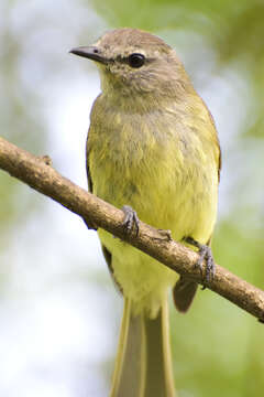 Image of Greenish Elaenia