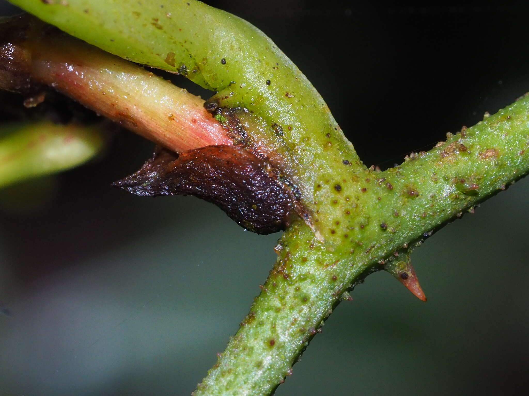 Image of Smilax aspericaulis Wall. ex A. DC.