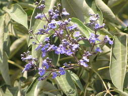 Imagem de Vitex gaumeri Greenm.