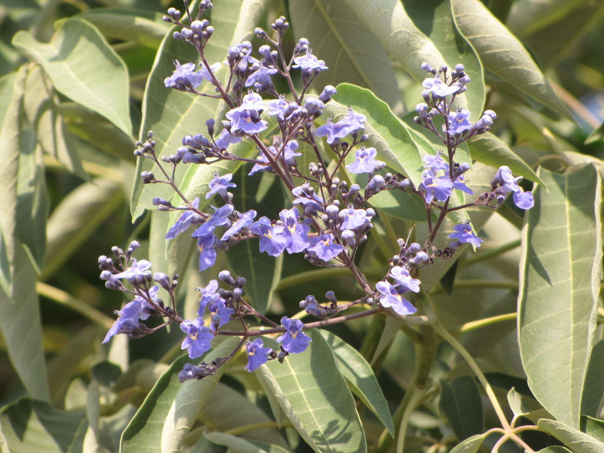 Слика од Vitex gaumeri Greenm.