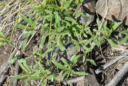 Image of Bush Penstemon