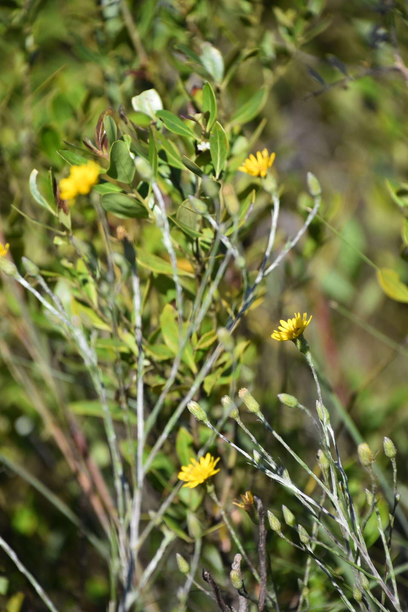 Image de Pityopsis graminifolia (Michx.) Nutt.