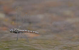 Image of <i>Orthetrum brunneum cycnos</i> Selys 1848