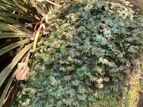 Image of Marchantia pinnata Steph.