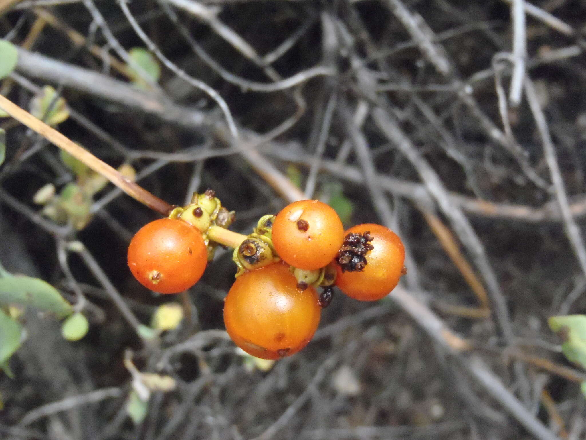 Image of chaparral honeysuckle