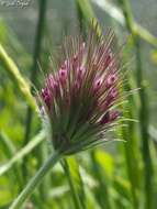 Image of Trifolium dasyurum C. Presl