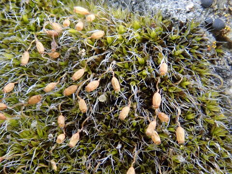 Image of coscinodon moss