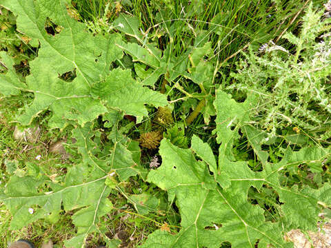 Image of giant rhubarb