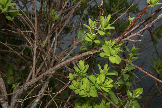 Image of Flueggea suffruticosa (Pall.) Baill.