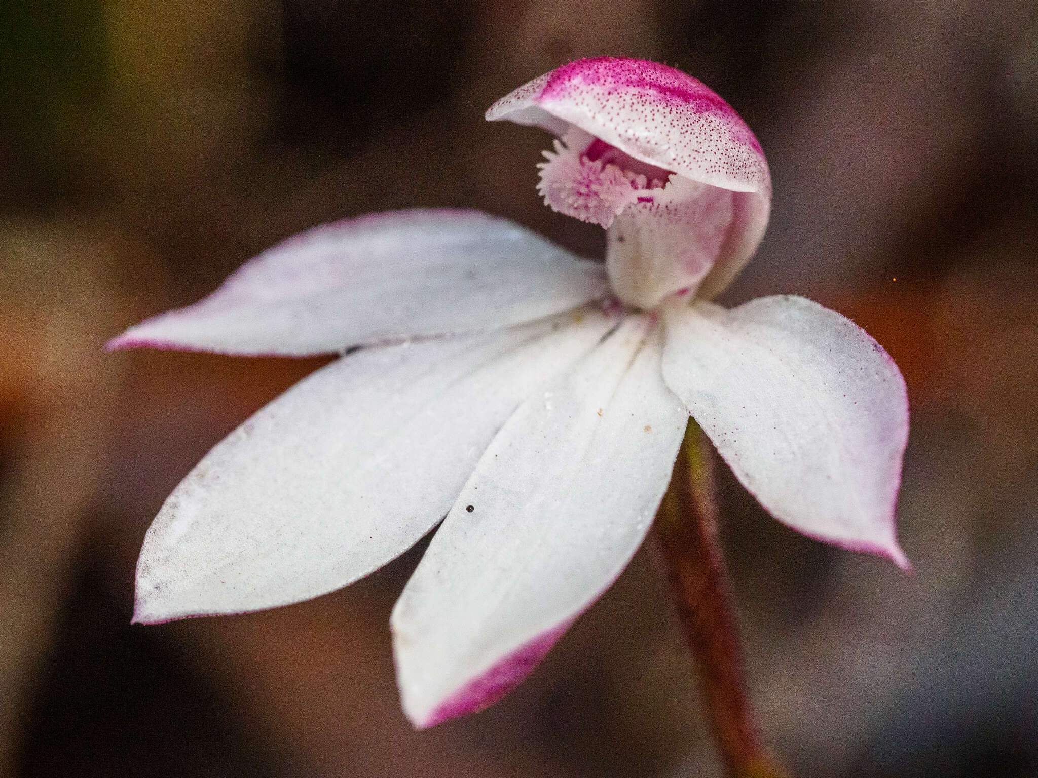 Image of Elegant Caladenia