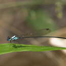 Image of Coeliccia poungyi Fraser 1924