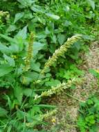 Image of Siberian melicgrass