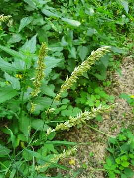 Image de Melica altissima L.