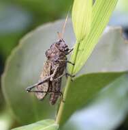 Image of lubber grasshopper