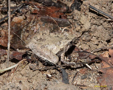 Image of Berdmore's Chorus Frog