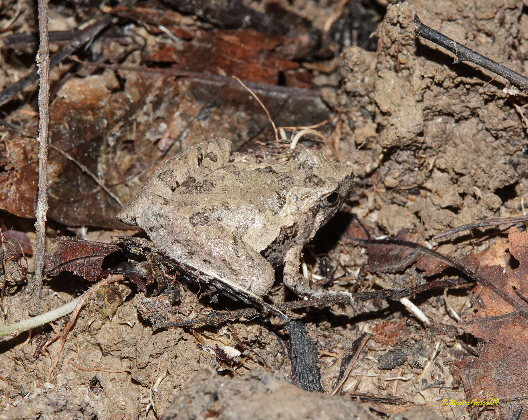 Image of Berdmore's Chorus Frog